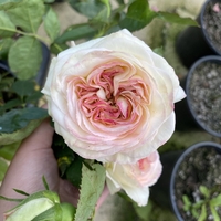 Palais Royal - White Eden Rose®