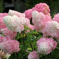 Hydrangea paniculata 'Vanille Fraise' - Хортензия метличеста „Vanille Fraise“