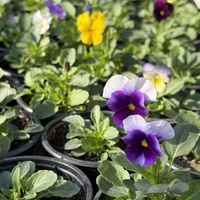 Мини теменужки микс (Viola Superba Mini)