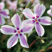 Алпийски флокс (Phlox subulata 'Candy stripe')