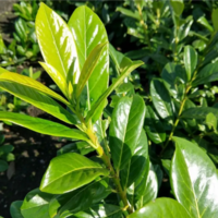 Лавровишна ‘Novita’ / Жив плет (Prunus laurocerasus ‘Novita’)