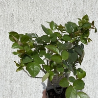 ELLE® Meibderos