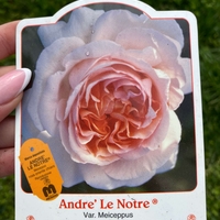 ANDRE LE NOTRE® Meiceppus
