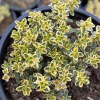 Мащерка / Timo limone variegato imp.&nbsp;