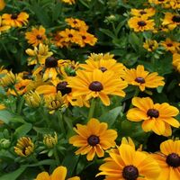 Рудбекия Toto Gold (Rudbeckia hirta Toto Gold)