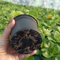 Едроцветна иглика - XL Mid Early Mix