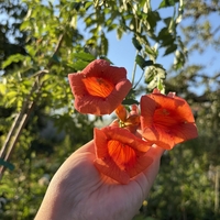 Текома (Campsis radicans)