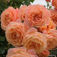 Peach Melba® - предварителна поръчка