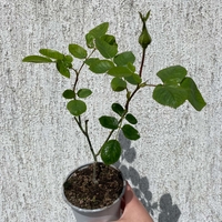 YVES PIAGET®; Gpt Keitsupiatsu