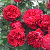 Gpt Red Eden Rose® (Eric Tabarly®)