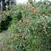 Годжи бери (Lycium barbarum)