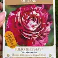 JULIO IGLESIAS® Meistemon