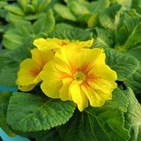 Едроцветна иглика - XL Mid Early Mix