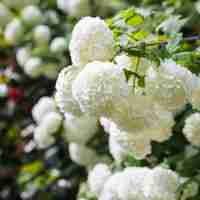 Калина „Снежна топка“ (Viburnum opulus ‘Roseum’ / “Boule de Neige”)