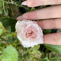 Larissa® rose