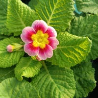 Едроцветна иглика - XL Mid Early Mix