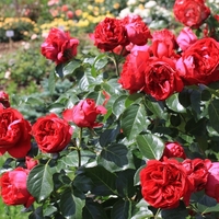 Gpt Red Eden Rose® (Eric Tabarly®)