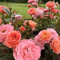 Apricot DRIFT® Meimirrote