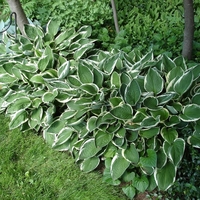 Хоста /Hosta/ - Hosta Albomarginata
