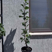 Люляк (Syringa)