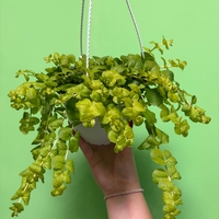Lysimachia nummularia ‘Goldilocks’ (Лизимахия) в кошници
