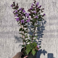 Индийски люляк - Lagerstroemia indica