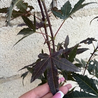 Японски клен ‘Atropurpureum’ (Acer palmatum Atropurpureum)