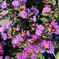 Индийски люляк - Lagerstroemia indica