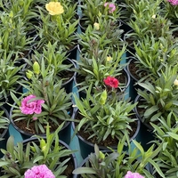 Карамфили тройки