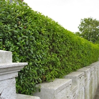 Лигуструм / Жив плет (Ligustrum ovalifolium)