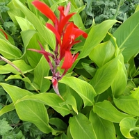 Кана индика (Canna Indica)