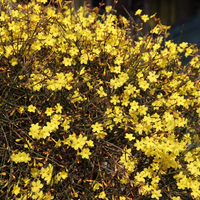 Храстовиден жасмин (Jasminum fruticans)