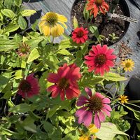 Ехинацея