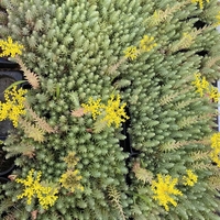 Седум рефлексум (Sedum reflexum)