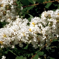 Индийски люляк - Lagerstroemia indica