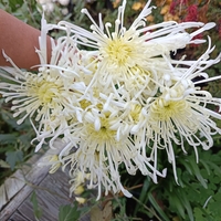 Високостеблена хризантема White Spider