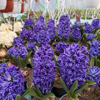 Зюмбюл Blue Jacket в саксия - единичен