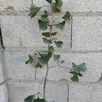 Гинко билоба (Ginkgo biloba)