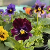 Къдрави теменужки