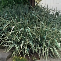 Декоративна трева Фаларис (Phalaris picеa)