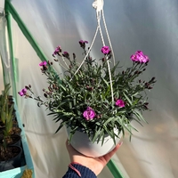 Каскаден ароматен карамфил - кошници