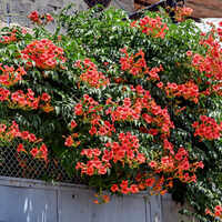 Текома (Campsis radicans)