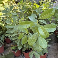 Лавровишна ‘Novita’ / Жив плет (Prunus laurocerasus ‘Novita’)