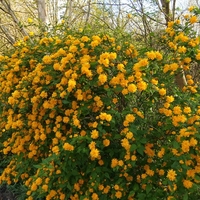 Kerria japonica ‘Pleniflora’ (Керия, Японска керия)