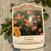 GPT DEE DEE BRIDGEWATER® Meitandar