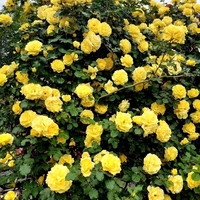 Gpt RIMOSA®  (Gold Bunny®) Meigro-Nurisar