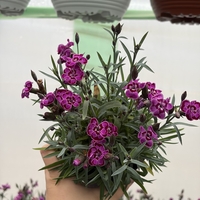 Каскаден ароматен карамфил