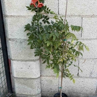 Текома (Campsis radicans)