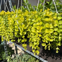 Lysimachia nummularia ‘Goldilocks’ (Лизимахия) в кошници