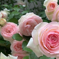 EDEN ROSE® Meiviolin/ GPT. EDEN ROSE Pierre De Ronsard ®